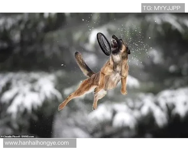 小树林足球比赛精彩直播全程回顾与精彩瞬间分享